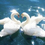 Лебединая любовь… И все же как красиво