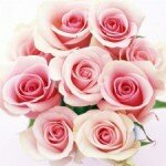Розовые розы — символ изысканности и элегантности