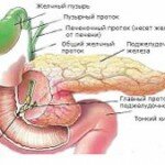 Описание симптомов рака в поджелудочной железе