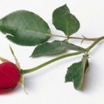 Красные розы – символ страсти и желания