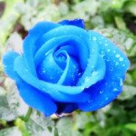 Синие розы — таинственность. Чайные розы — расставание