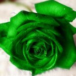 Зеленые розы — стабильность. Черные розы — печаль