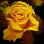 Желтые розы — символ дружбы, признания и уважения